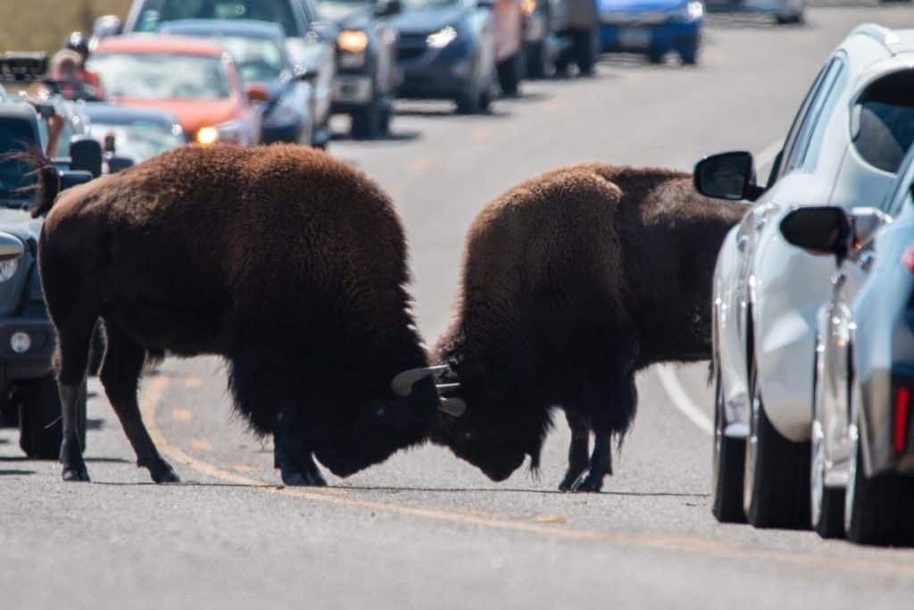 bison in the road--a common sight on a yellowstone national park itinerary