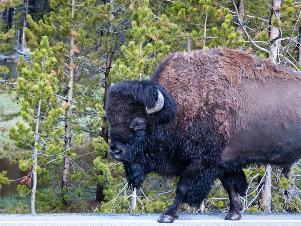 bison in yellowstone national park