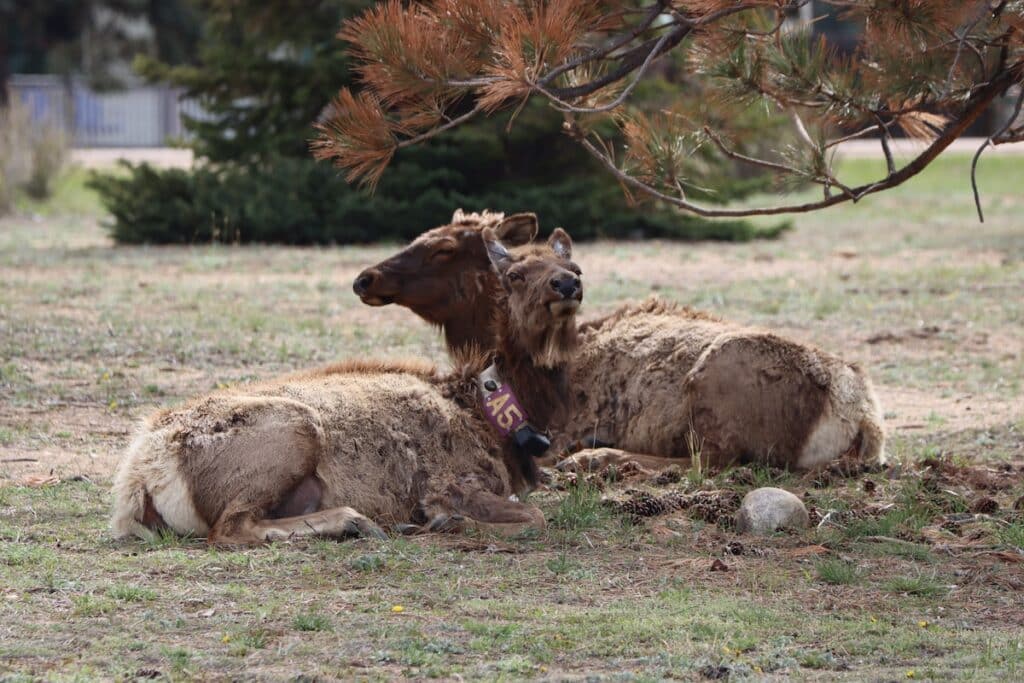 elk near lake estes