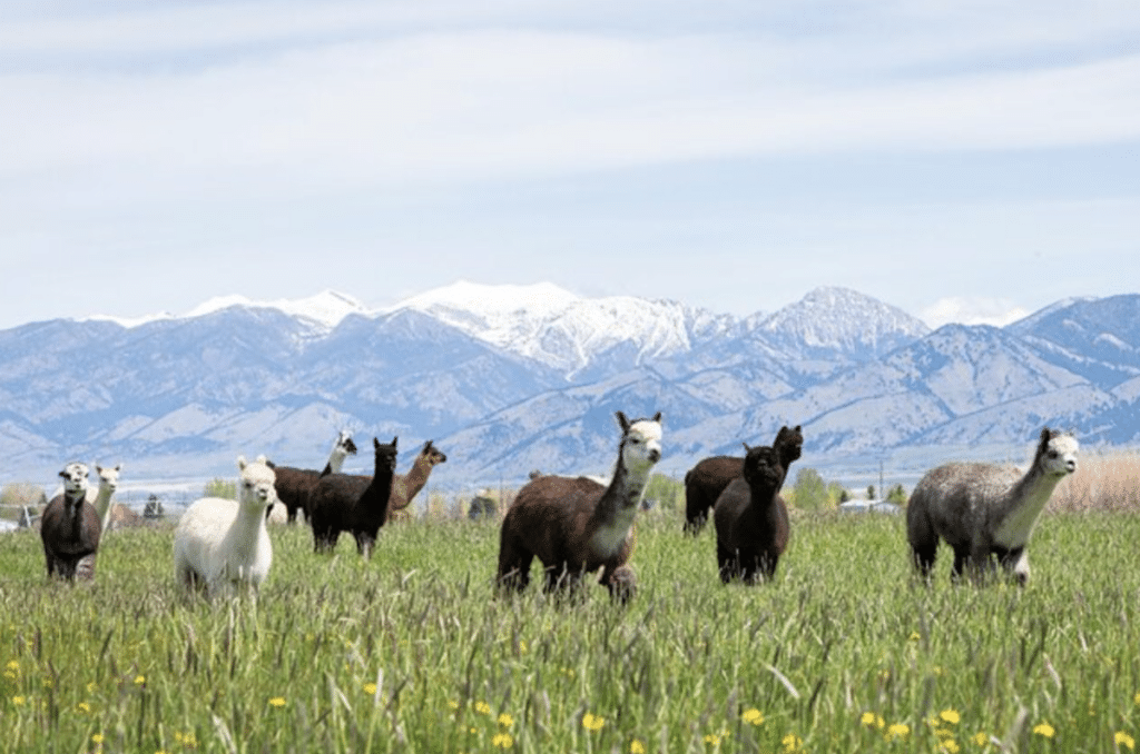 llama and alpaca farm near bozeman