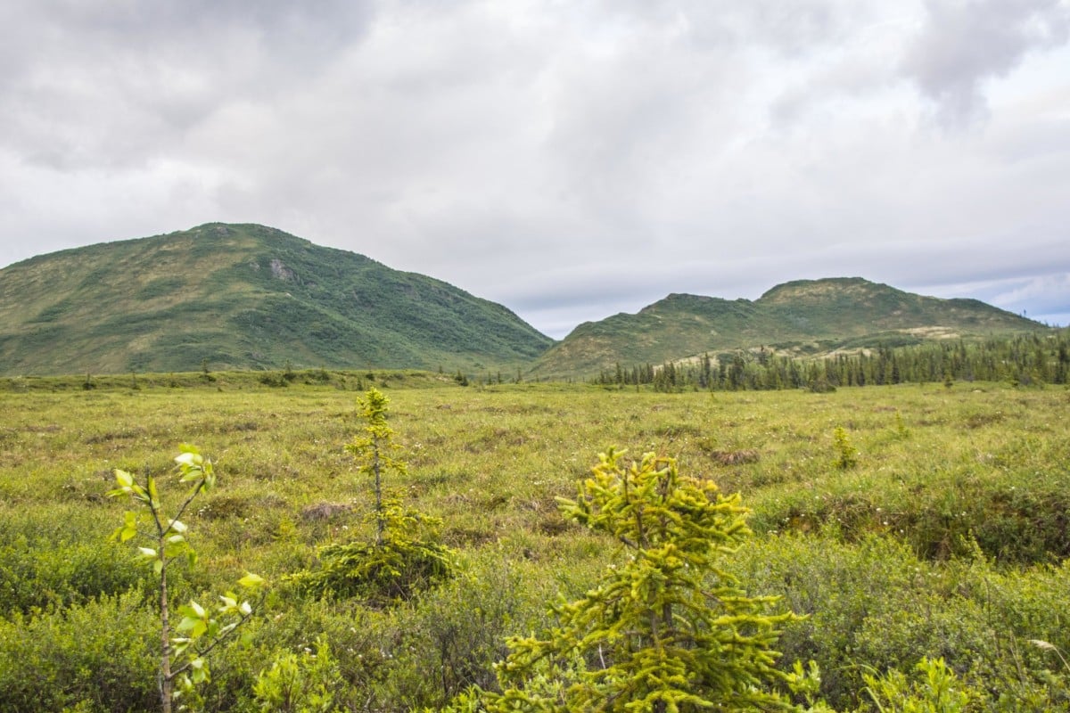 denali campgrounds