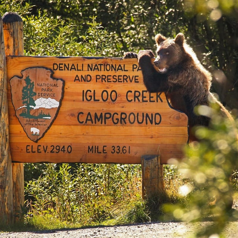 camping in denali