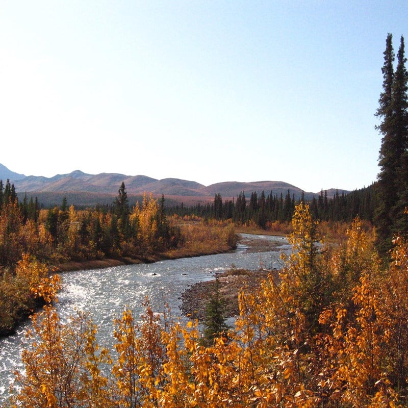 camping in denali national park