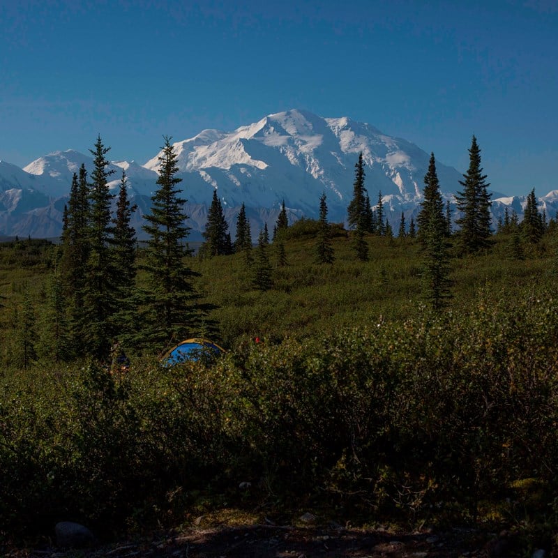 denali national park camping