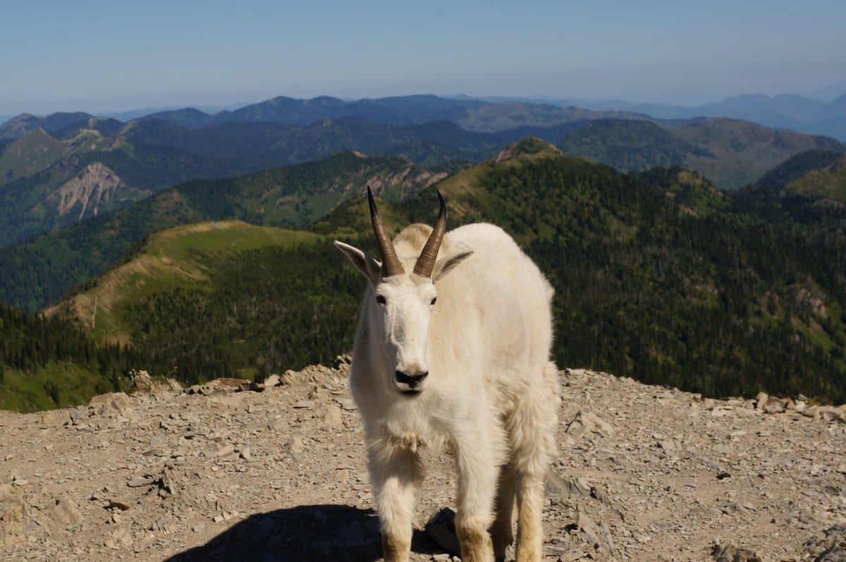 jewel basin mt