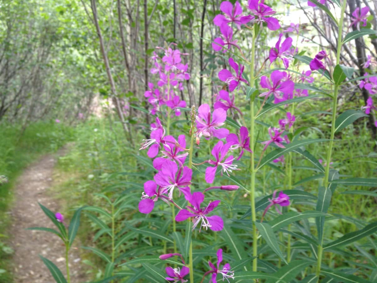 alaska hikes