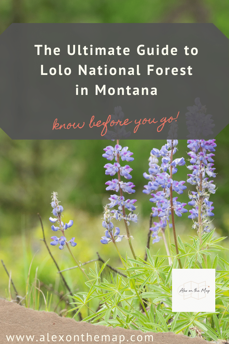 lolo national forest