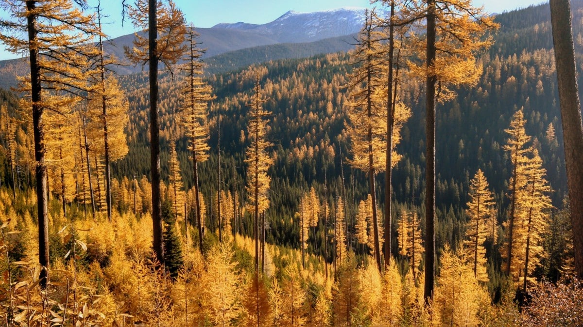 lolo forest