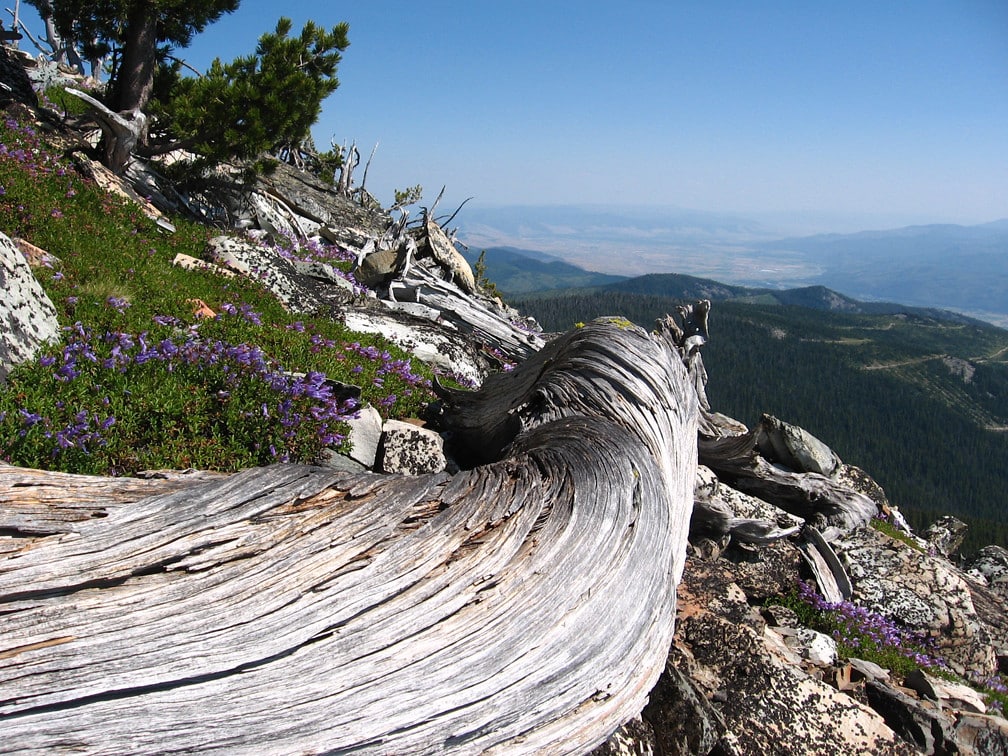 lolo national forest
