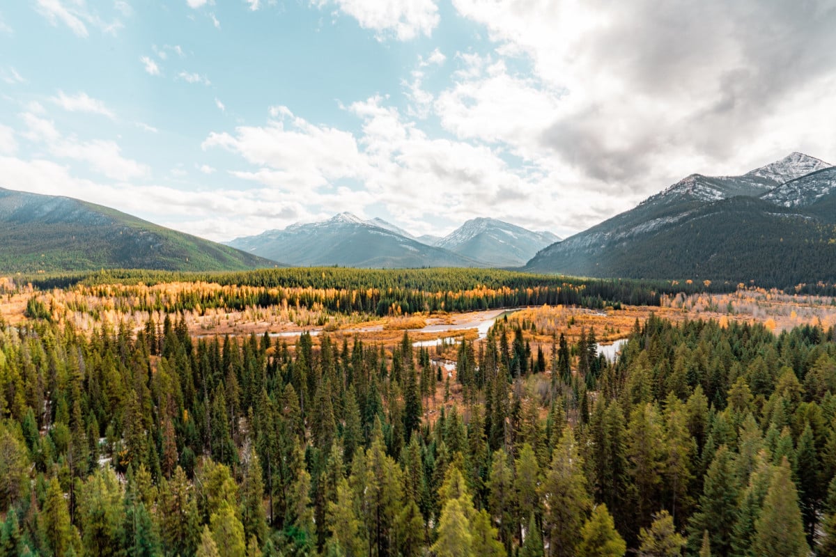 flathead national forest