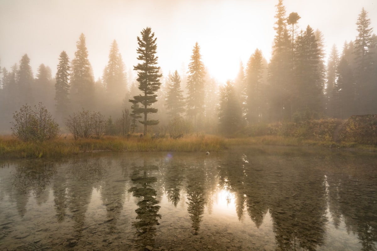 flathead national forest