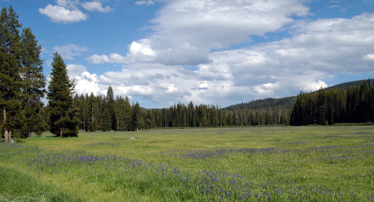 lolo national forest