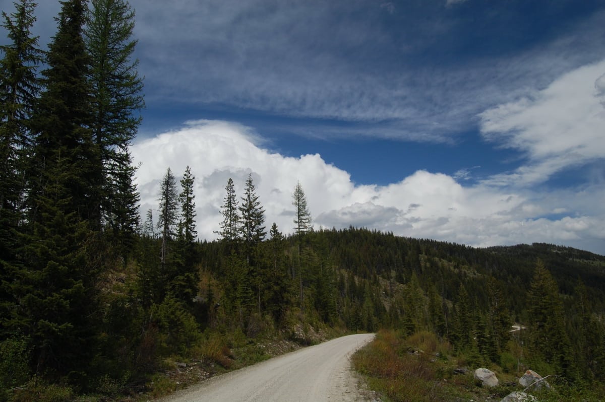 lolo national forest