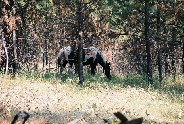wild horse island state park