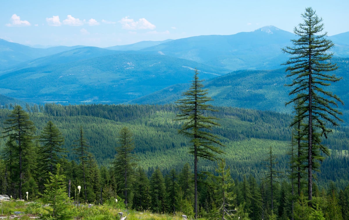 kootenai national forest
