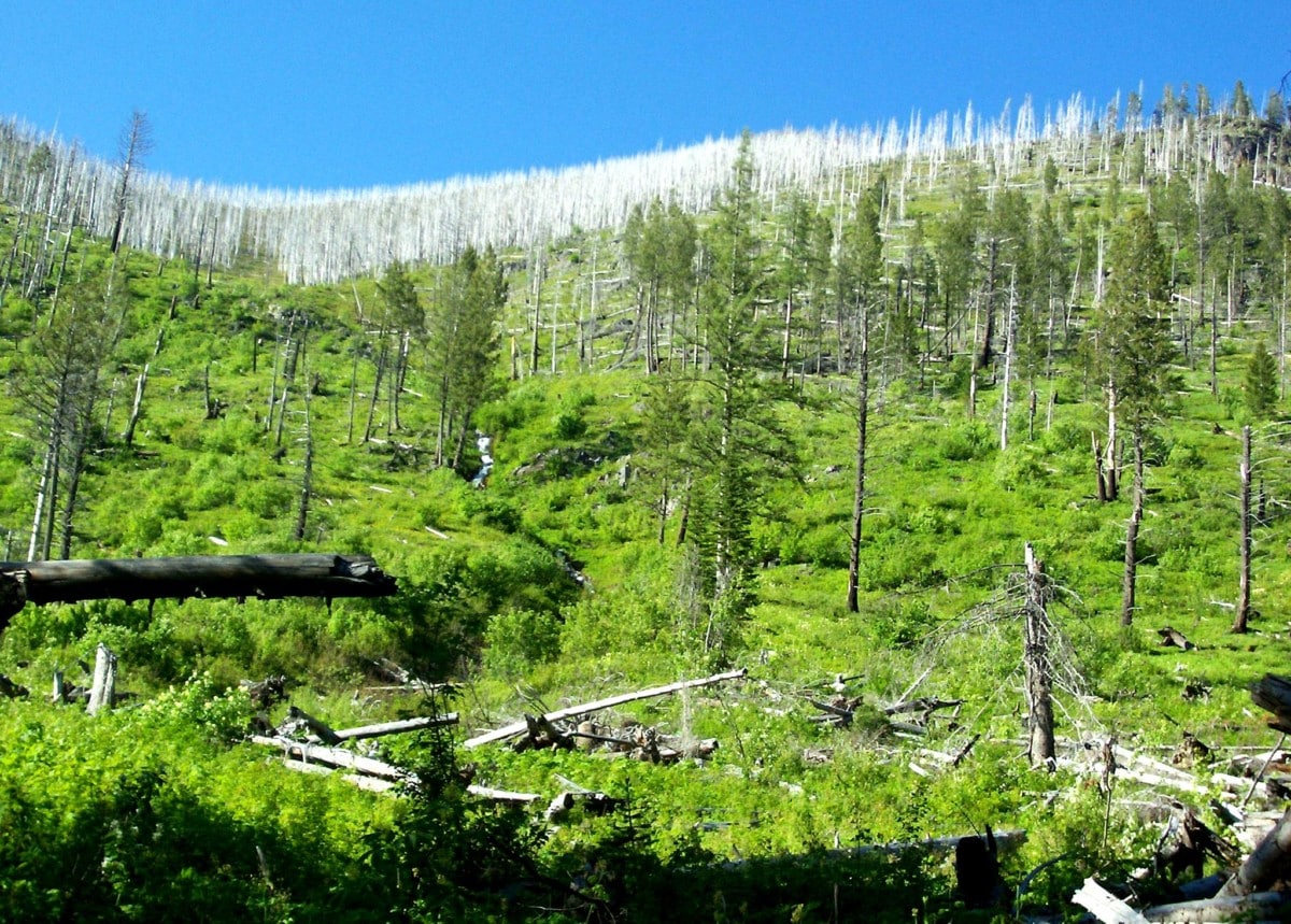 kootenai national forest