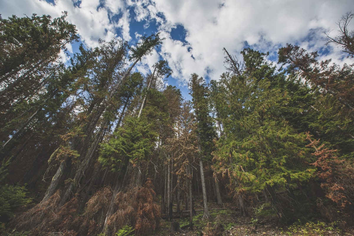 kootenai national forest