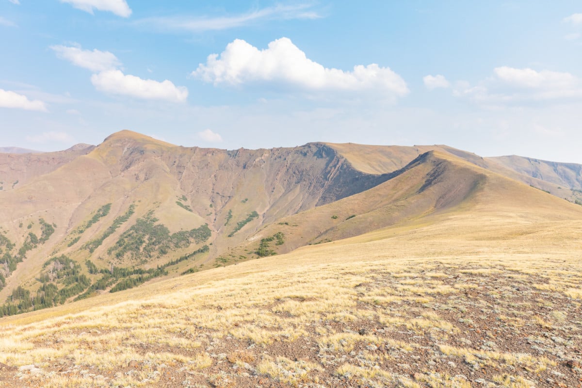 shoshone national forest
