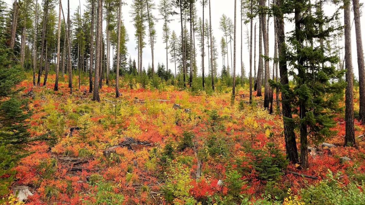nez perce clearwater national forest