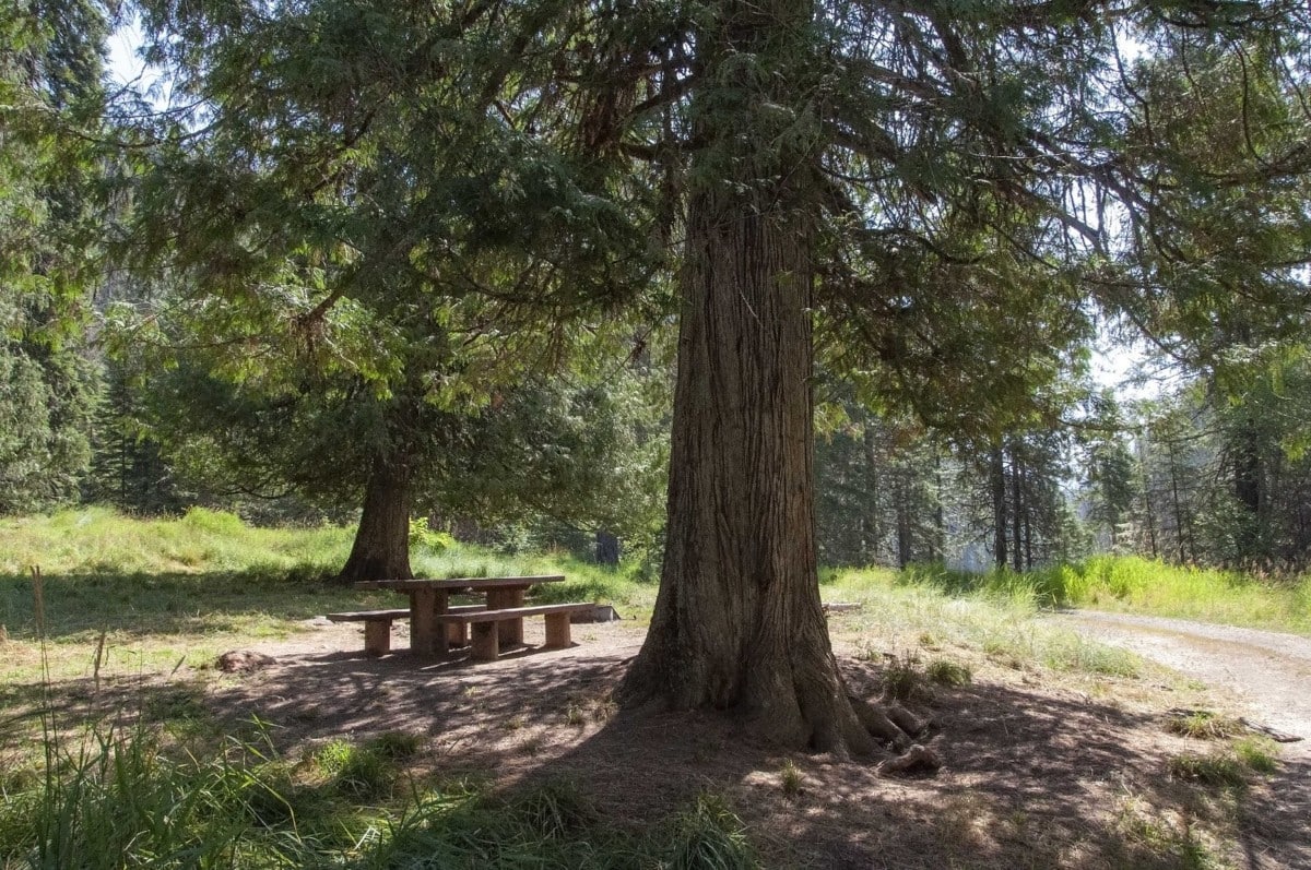 nez perce clearwater national forest
