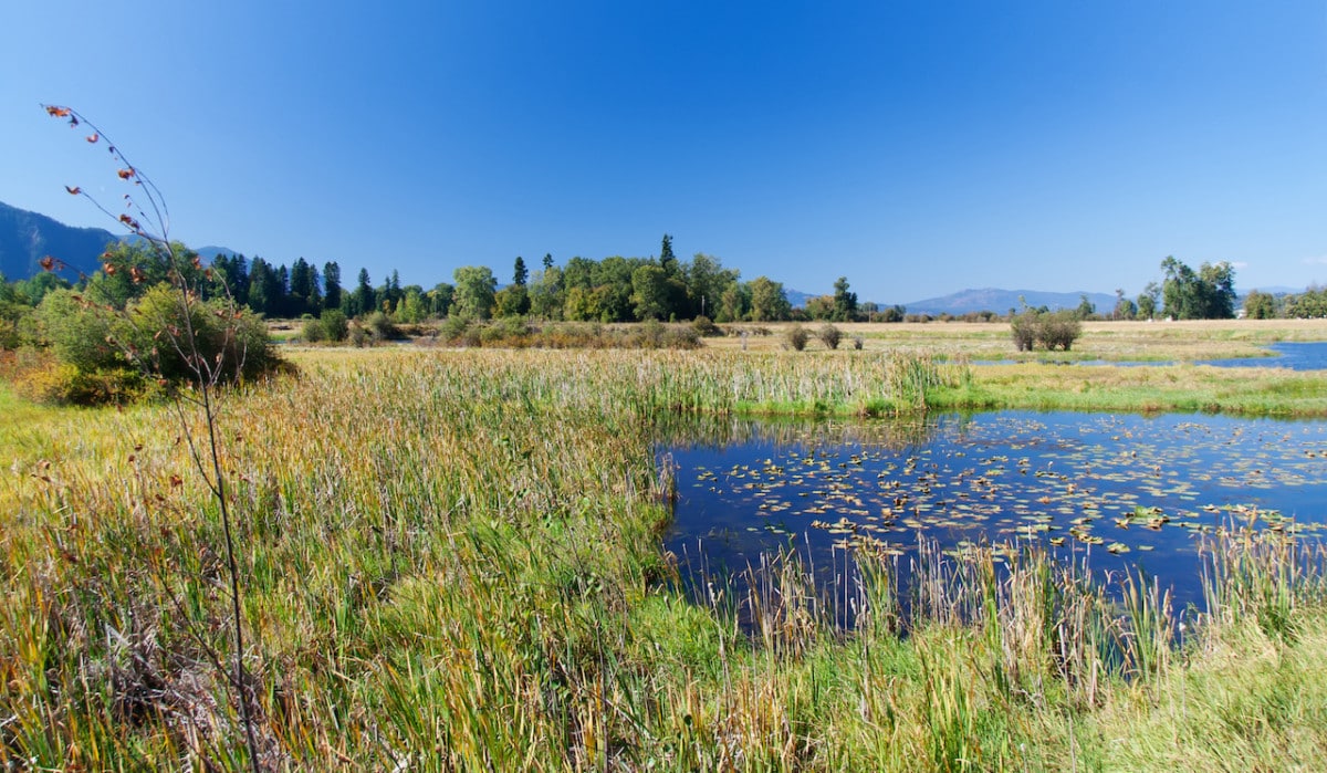 Kaniksu National Forest