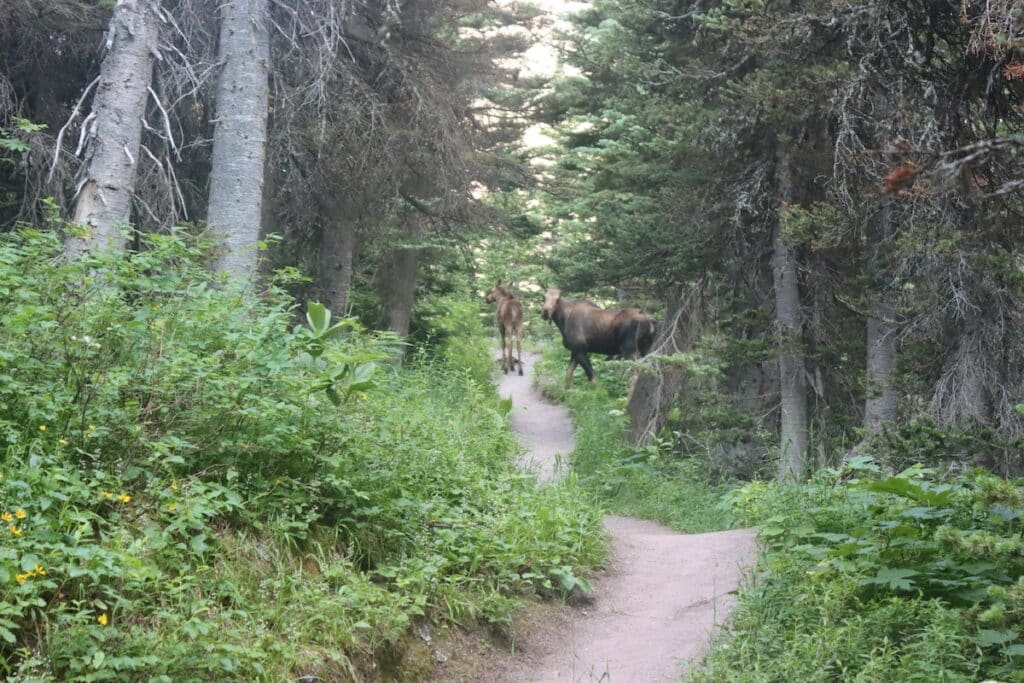 mother moose and her baby in glacier national park