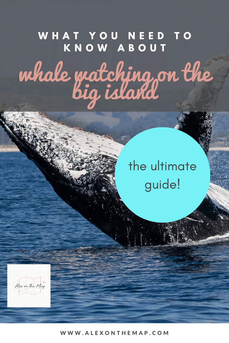 big island whale watching tour