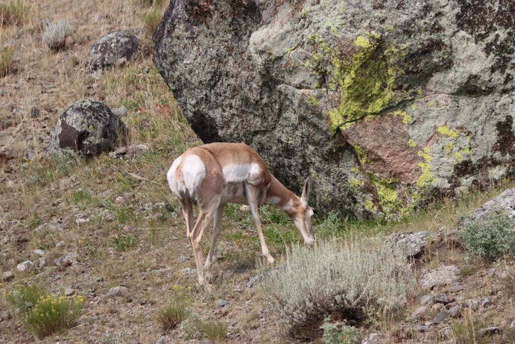 a pronghorn antelope in lamar valley