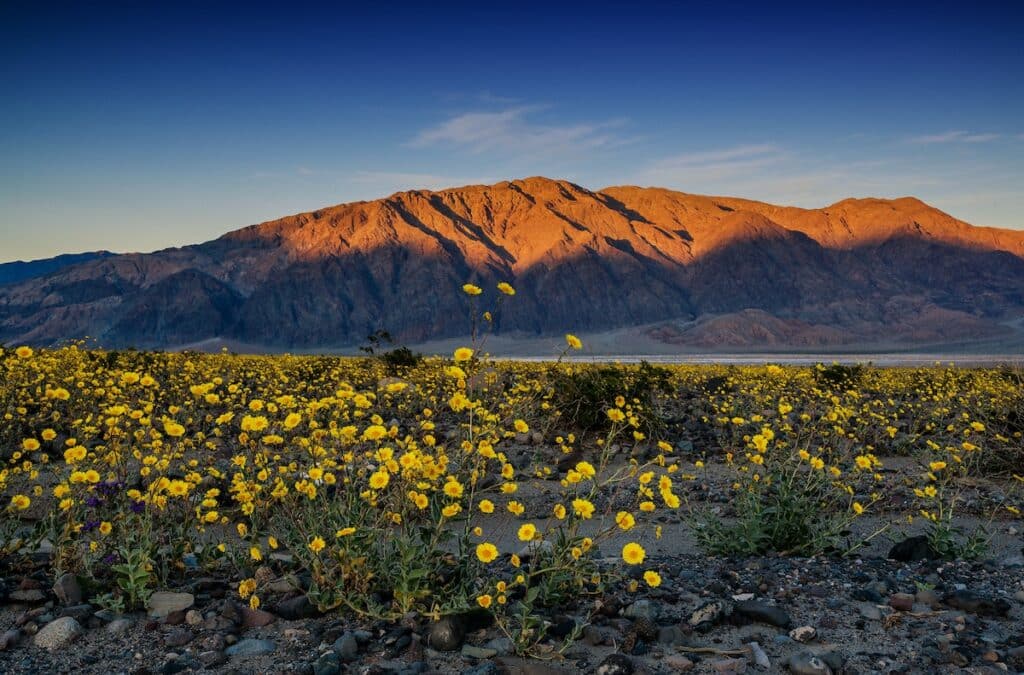 death valley wildflowers in bloom in spring