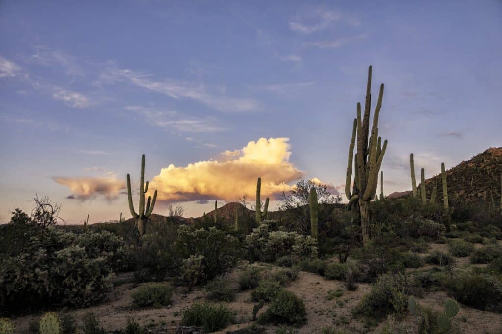 saguaros in saguaro national park--one of the best national parks to visit in spring