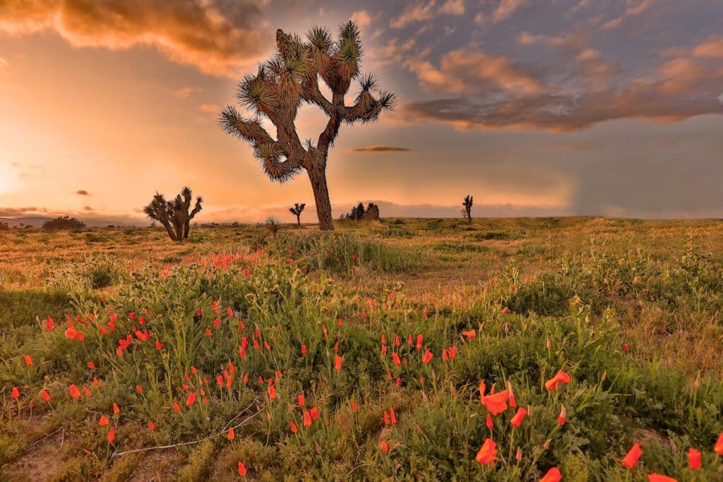 joshua tree national park in the spring