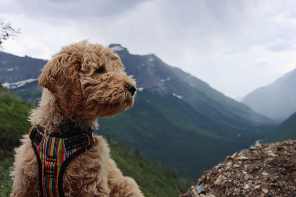 Our puppy Gravy experiencing Going-to-the-Sun Road for the first time