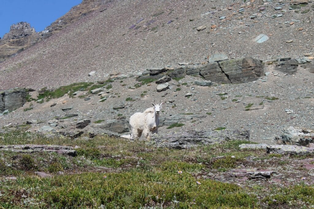 a mountain goat on the hidden lake overlook trail