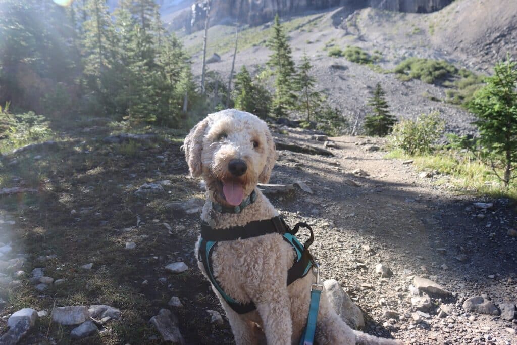 gravy dog hiking