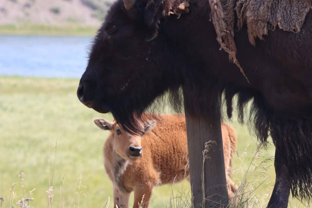 bison and baby in yellowstone